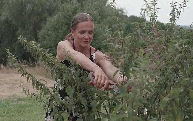 Kopřivová semínka jsou zdrojem vitality, podpoří imunitu. Jak je nasbírat