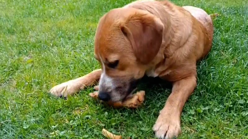 Myslivec u Otrokovic zastřelil roční štěně. Rodině se neomluvil, hrozí mu desetitisícová pokuta