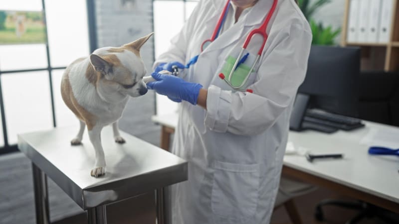 Zemřel uznávaný odborník na nebezpečnou nemoc. Jeho unikátní metoda ji v Česku vymýtila