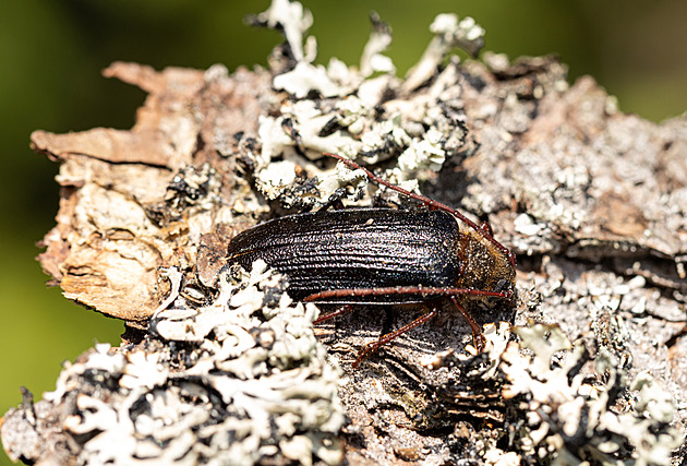 Vzácný brouk na Šumavě prospívá, těší vědce. Letošní pozorování kazilo počasí