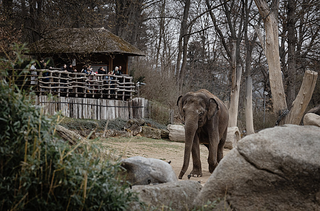 Pražskou zoo dočasně povede náměstek Machek. Volba nového ředitele bude v únoru