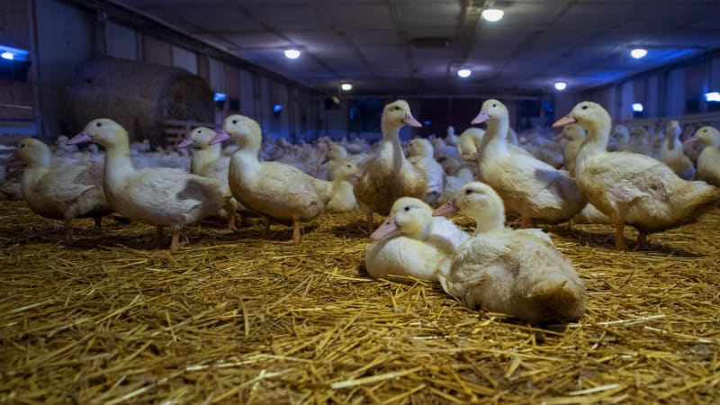 U drůbeže na Brněnsku se objevila newcastleská choroba. Nákaza je známá jako pseudomor