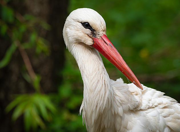Čápi přilétají dřív, můžete je sledovat. Pár se pozdraví a hned se páří