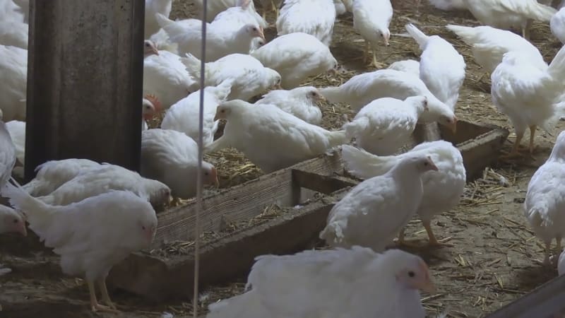 Vláda vytáhla do boje za česká kuřata. Podle Šebestyána mají pomoci dotace i veřejné stravování