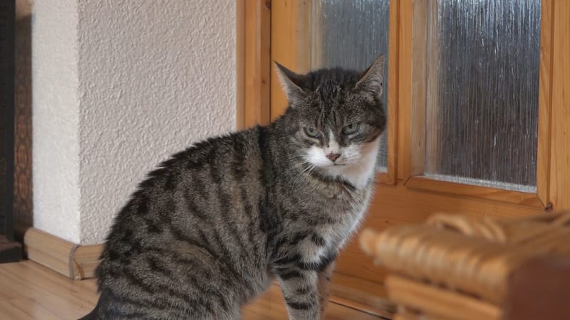 Kočky na Hodonínsku chytal, pak je brutálně utýral. Spolek hledá pachatele, nabízí odměnu