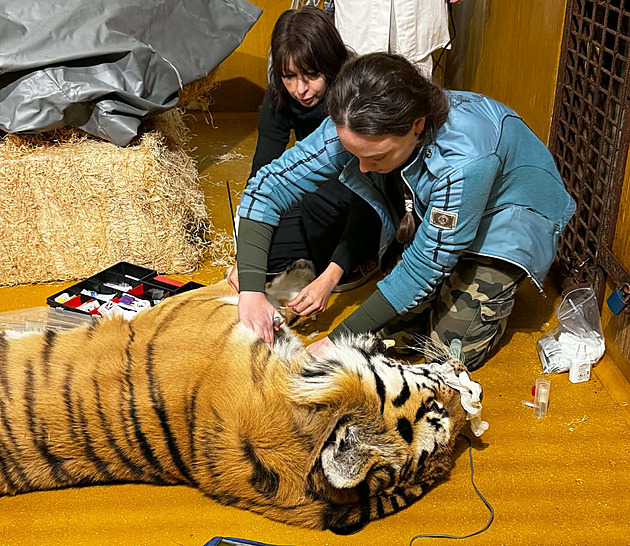 Šelma u zubaře. Tygr v plzeňské zoo podstoupil opravu zlámaných špičáků